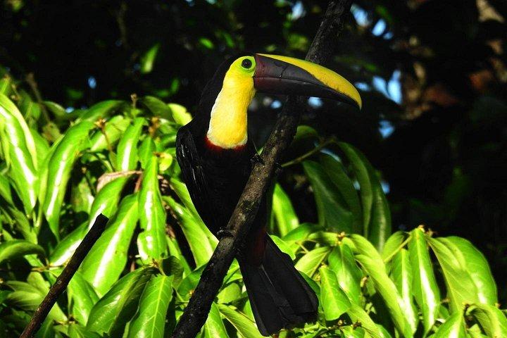 Nature Hike in La Fortuna