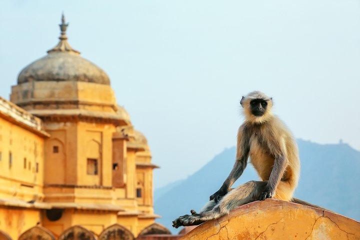 Abenteuerliche und klassische Indien-kuratierte Reise: Süd- und Goldenes Dreieck