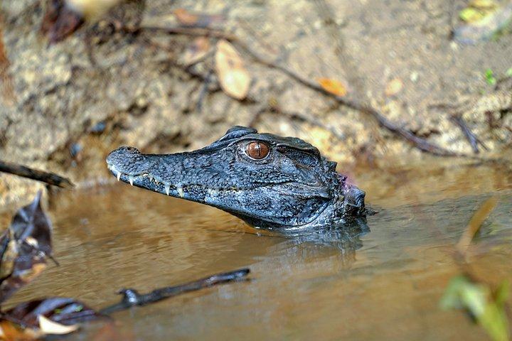 Aventura de acampamento de 3 dias para grupos pequenos no Parque Pacaya-Samiria saindo de Iquitos