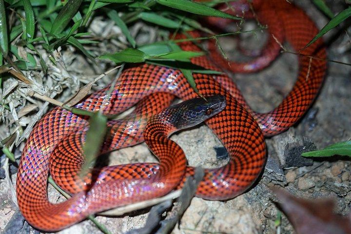 4-dages Wildlife campingtur til Pacaya-Samiria National Park fra Iquitos, Peru