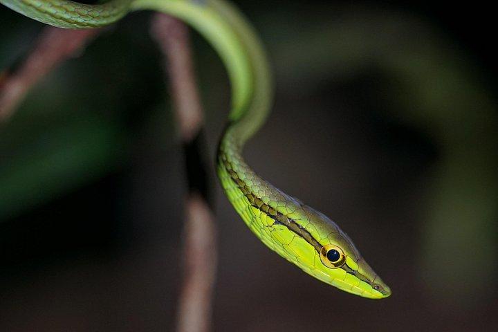 ペルー、イキトスからパカヤ-サミリア国立公園への4日間の野生生物キャンプツアー
