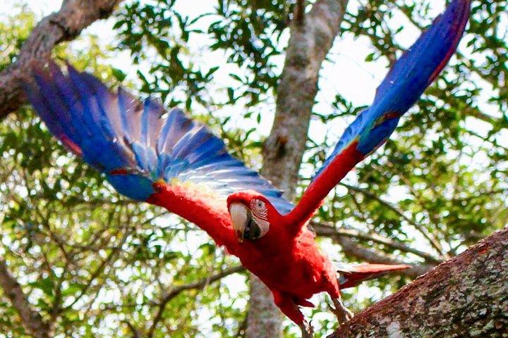 4-dages Wildlife campingtur til Pacaya-Samiria National Park fra Iquitos, Peru