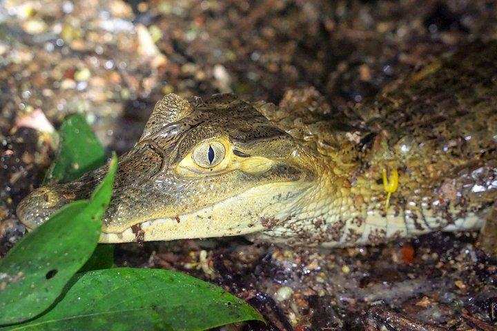 4-dages Wildlife campingtur til Pacaya-Samiria National Park fra Iquitos, Peru