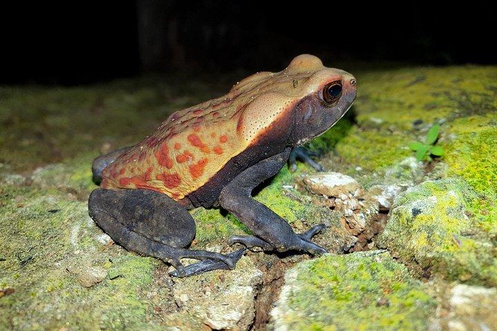 ペルー、イキトスからパカヤ-サミリア国立公園への4日間の野生生物キャンプツアー