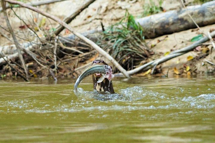ペルー、イキトスからパカヤ-サミリア国立公園への4日間の野生生物キャンプツアー