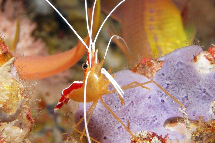Scuba Diving Padangbai Shark Point 2 dives for certified divers