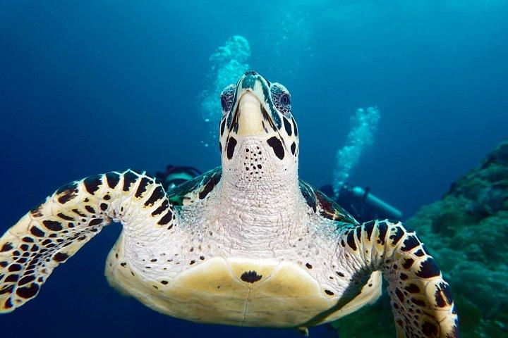 Scuba Diving Padangbai Shark Point 2 dives for certified divers