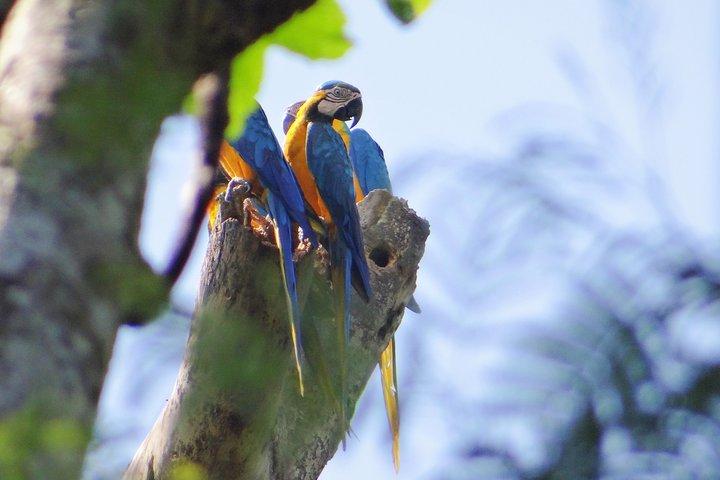 2-tägige Camping-Tour zum Pacaya-Samiria-Nationalpark von Iquitos