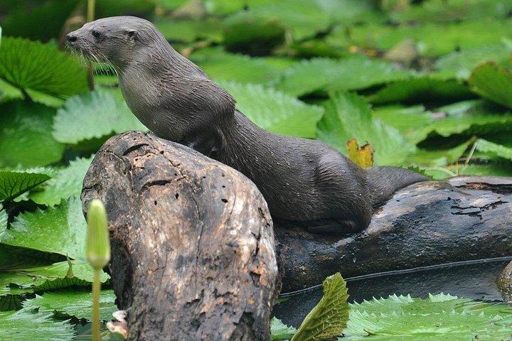 River Boat Expedition & Rainforest walk. Private Tour