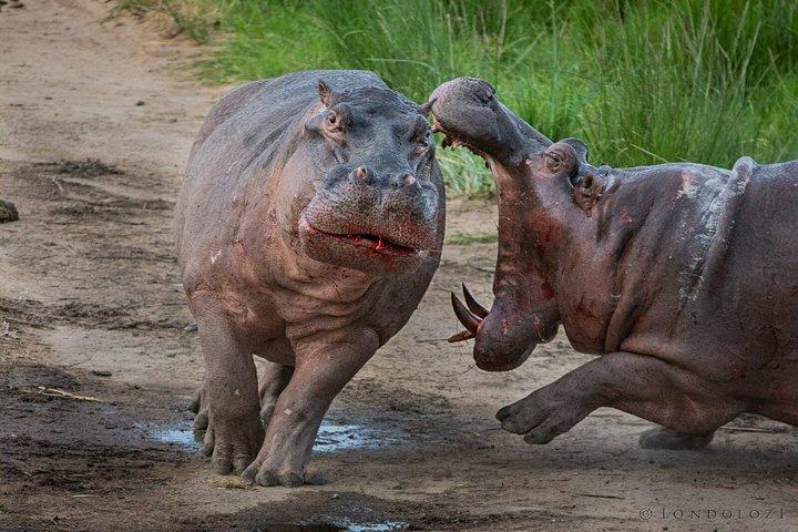 2 días Safari-Lake Manyara National Park y Ngorongoro Crater