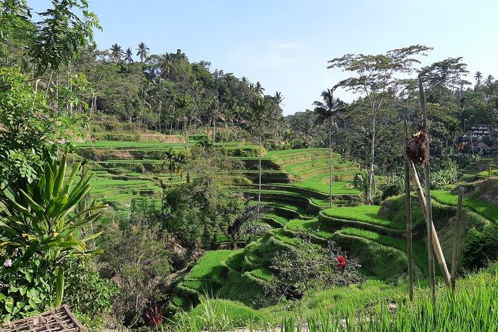 Ubud Swing, watertempel en watervaltour