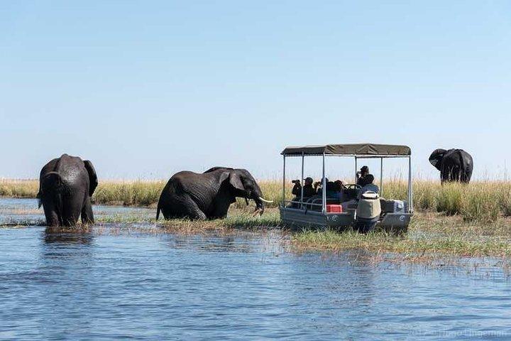 ボートに乗ってチョベ国立公園を巡る 1 日サファリ ツアー