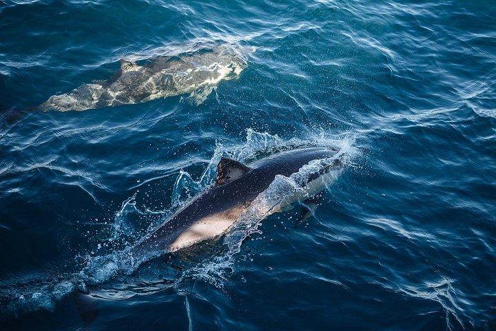 Sydney Whale Watching Cruise med hvalsigtelsesgaranti
