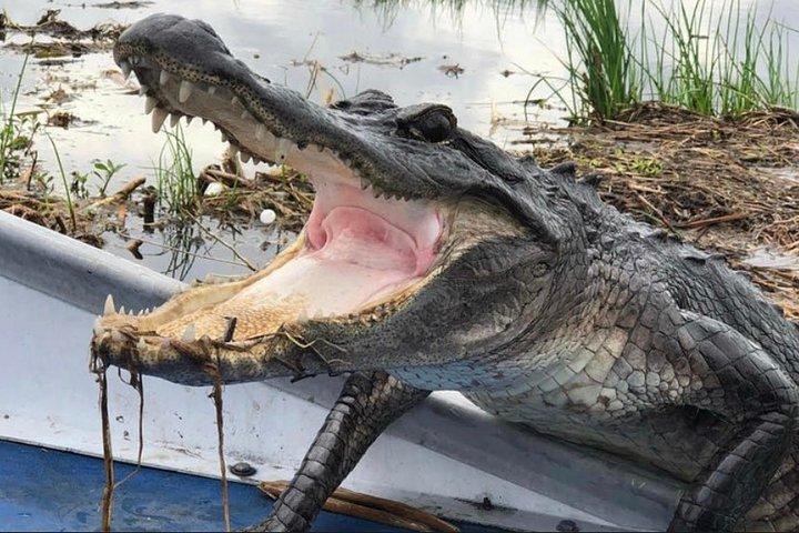 ニューオーリンズのダウンタウンへのお迎え付き、少人数グループのエアボート沼地ツアー