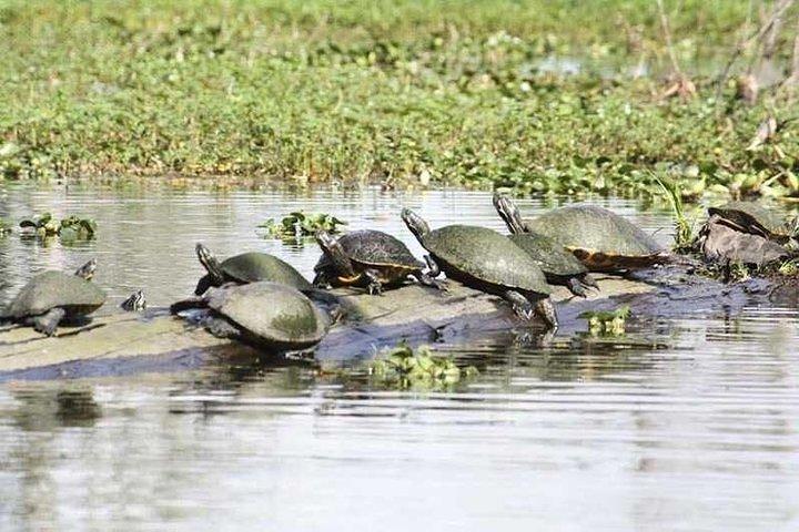 ニューオーリンズのダウンタウンへのお迎え付き、少人数グループのエアボート沼地ツアー