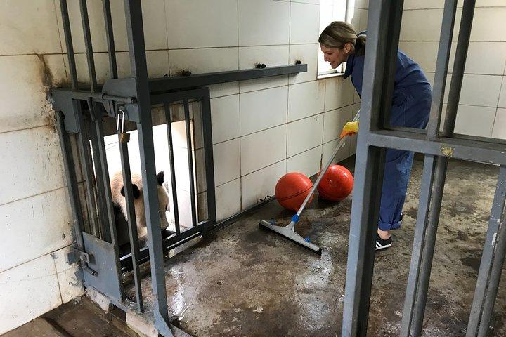 Privat halvdags Panda Volunteer Tour