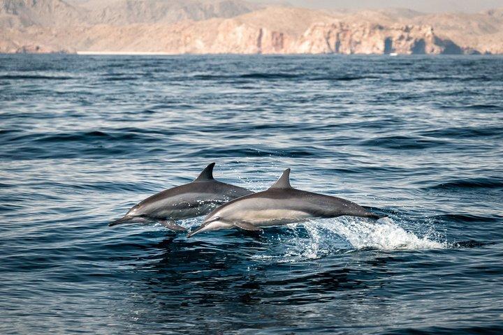 Muscat Dolphin Watching e Snorkeling
