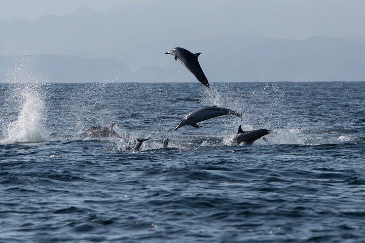 Muscat Dolphin Watching e Snorkeling