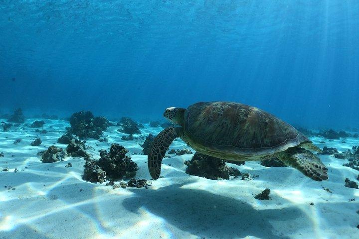 ランチで海の野生生物と交流する最良の方法。 6H