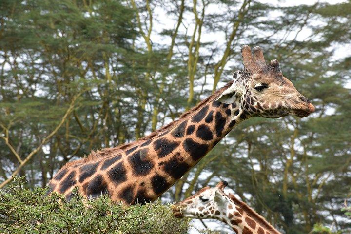 ナイロビ国立公園プライベート（予算）ツーリストバンでドライブ