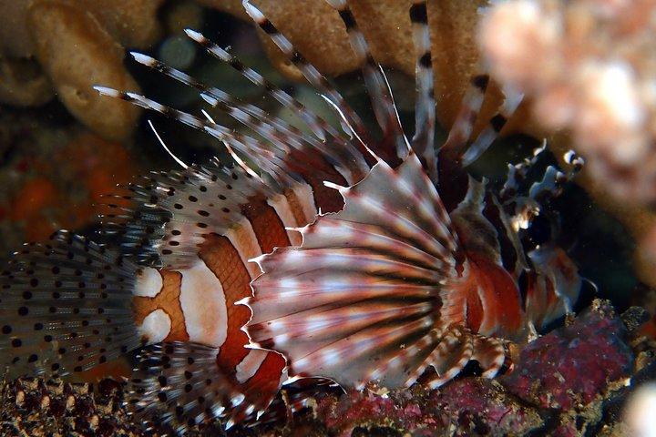 DiveGurus - ボラカイでのスキューバ ダイビング