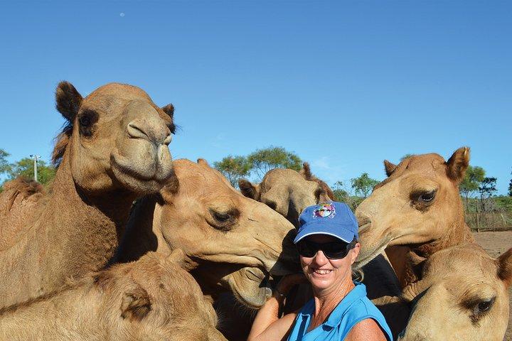 Excursion d'une heure à Broome Sunset Camel