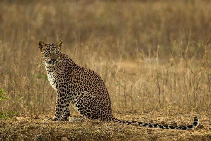 スリランカの野生生物ツアー-10日