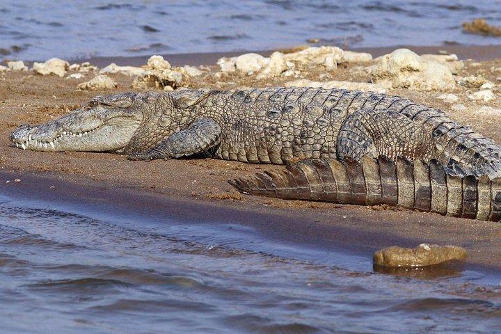 スリランカの野生生物ツアー-10日