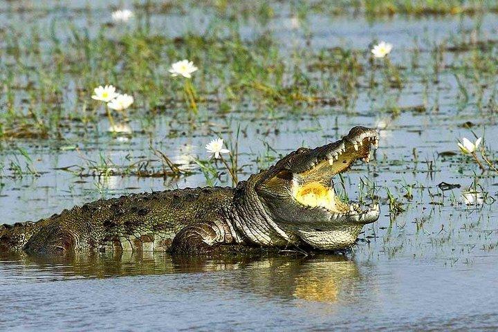 スリランカの野生生物ツアー-10日