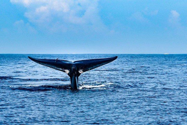 スリランカの野生生物ツアー-10日