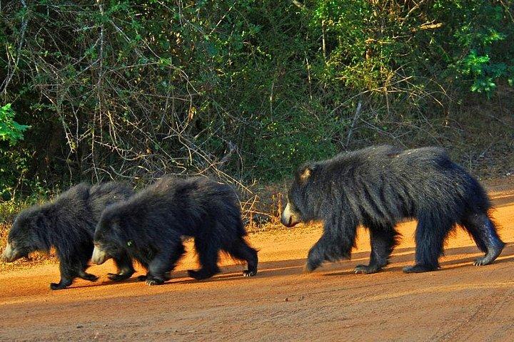 スリランカの野生生物ツアー-10日