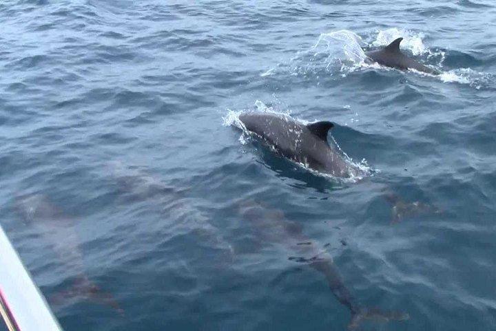 スリランカの野生生物ツアー-10日