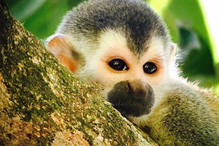 マヌエル・アントニオ国立公園:完全な野生動物体験