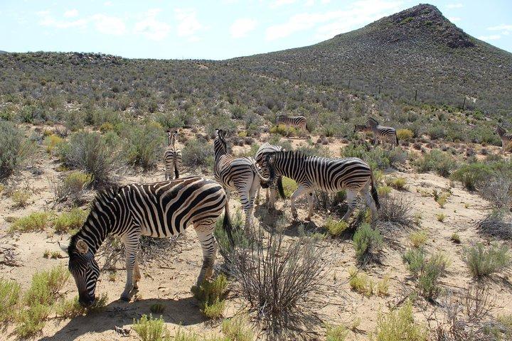 Visite o African Big 5 Safari Aquila Game Reserve da Cidade do Cabo - dia inteiro