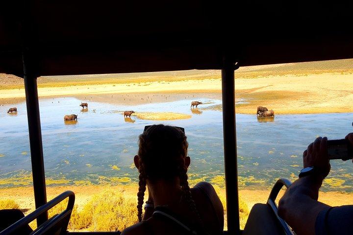 Visite o African Big 5 Safari Aquila Game Reserve da Cidade do Cabo - dia inteiro