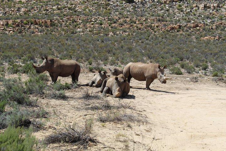 Visite o African Big 5 Safari Aquila Game Reserve da Cidade do Cabo - dia inteiro