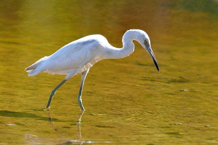 マヌエル・アントニオ国立公園：完全な野生動物体験
