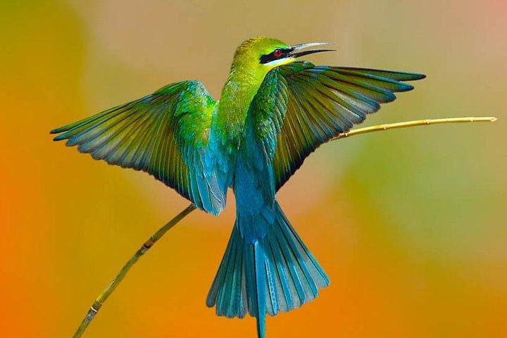 Muthurajawela Bird Watching Tour de Colombo e Negombo
