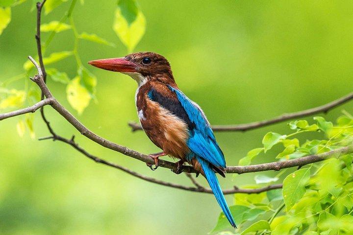 Tour di osservazione degli uccelli di Muthurajawela da Colombo e Negombo