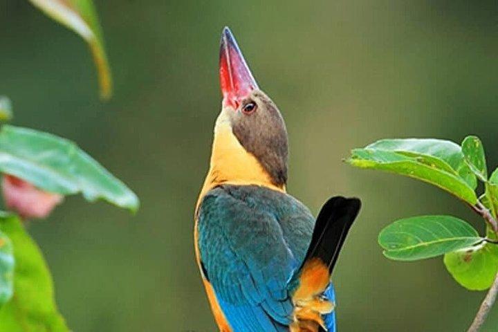 Muthurajawela Bird Watching Tour de Colombo e Negombo