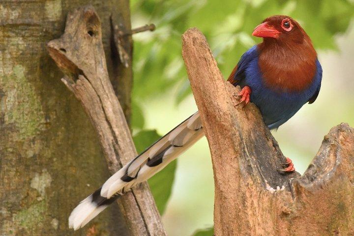 Muthurajawela Bird Watching Tour de Colombo e Negombo