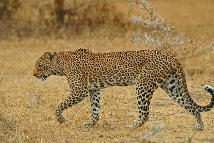 Safari de 4 dias saindo de Dar es Salaam; Selous/Nyerere e Mikumi N. Park