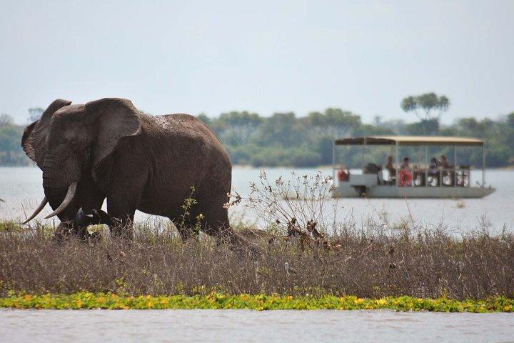Safari de 4 dias saindo de Dar es Salaam; Selous/Nyerere e Mikumi N. Park