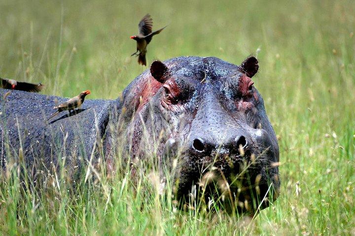 Safari de 4 dias saindo de Dar es Salaam; Selous/Nyerere e Mikumi N. Park