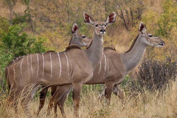 Entdecken Sie die verborgenen Schätze Tansanias: Ruaha, Selous und Mikumi Safari