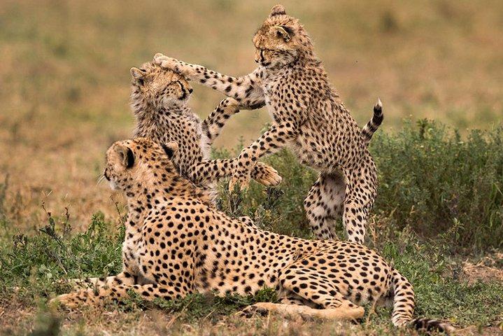 Entdecken Sie die verborgenen Schätze Tansanias: Ruaha, Selous und Mikumi Safari