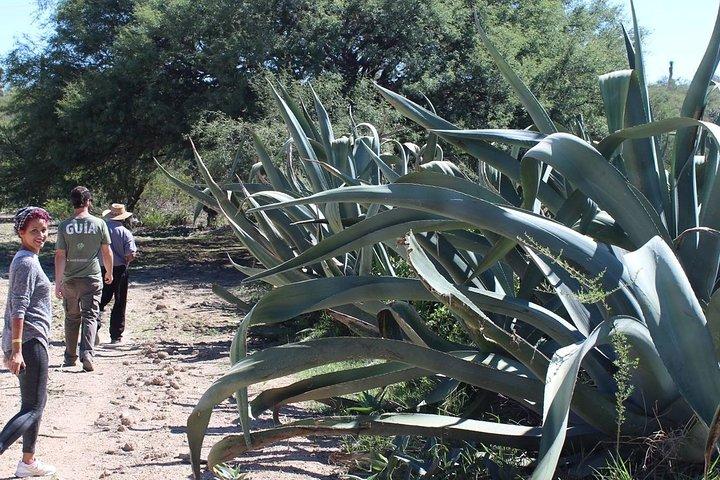 Bebidas Ancestrales : Mezcal y Pulque del Corazón del Desierto