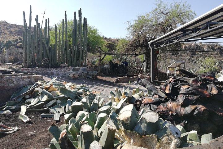 Bebidas Ancestrales : Mezcal y Pulque del Corazón del Desierto