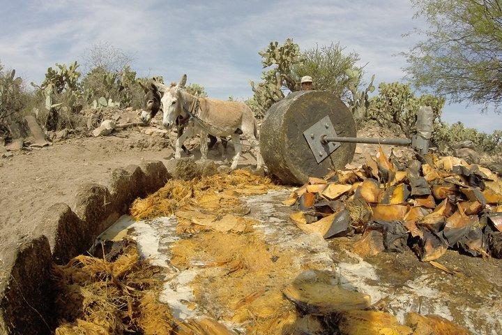 Bebidas Ancestrales : Mezcal y Pulque del Corazón del Desierto