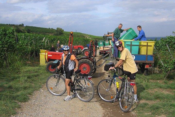 アルザスのブドウ園とワイン村のプライベートバイクツアーを通して